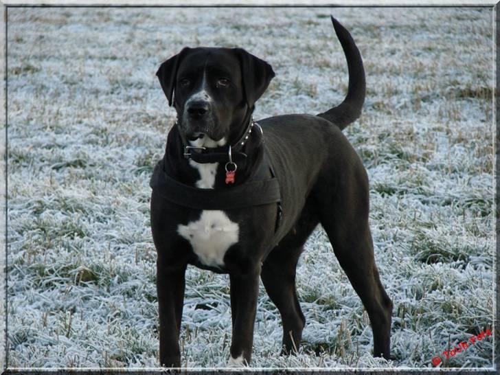 Blanding af racer Naja - Hvem kommer der ?? Jo Naja er meget opmærksom på hvem kommer.  Taget d. 2/1-09.  Fotograf : Tina Arnth billede 13