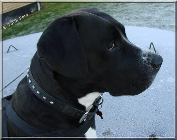 Blanding af racer Naja - Den unge dame i profil ;o)    Taget d. 2/1-09.   Fotograf : Tina Arnth billede 14