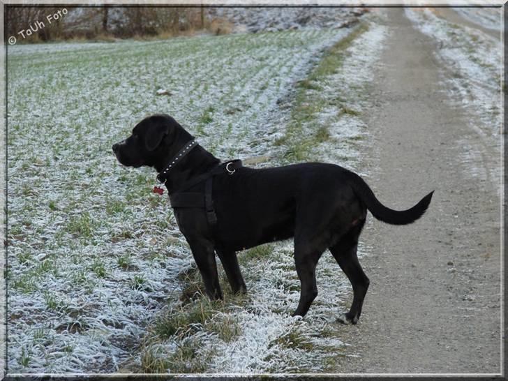 Blanding af racer Naja - Hey! Hvem der?! Naja så noget ud over marken.   Taget d. 2/1-09.  Fotograf : Tina Arnth billede 15