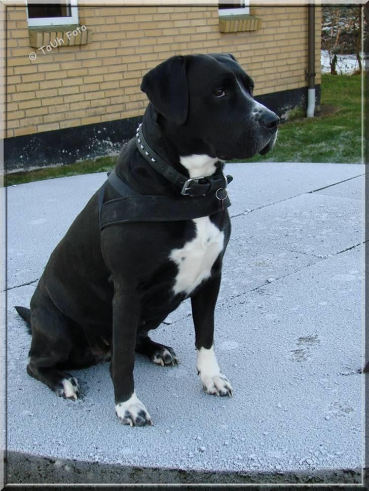 Blanding af racer Naja - Hmm.. Ham manden der kommer altså herned af mor...  Taget d. 2/1-09.  Fotograf : Tina Arnth  billede 16