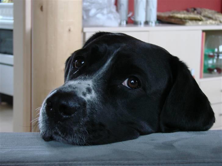 Blanding af racer Naja - Mor.. Jeg er altså træt og kan ikke holde mit hoved selv..   Taget d. 30-12-08.   Fotograf : Tina Arnth billede 17