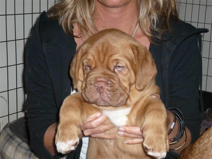 Dogue de bordeaux Zokana's Bazzzooka - Bazzzooka 5 uger gammel billede 1