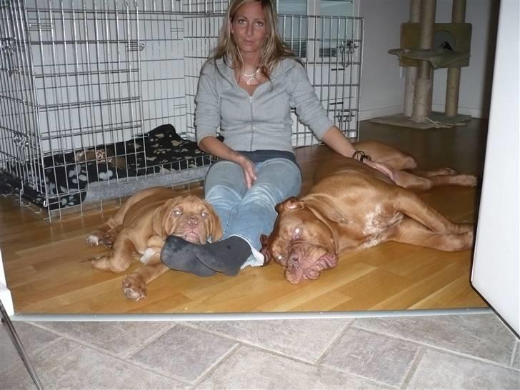 Dogue de bordeaux Zokana's Bazzzooka - Bazzzooka og "storesøster" Rouge.. billede 2