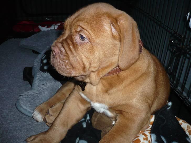 Dogue de bordeaux Zokana's Bazzzooka - Bazzzooka på vej hjem i bilen.. billede 3