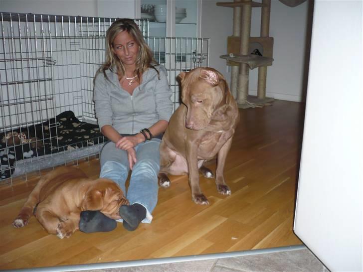 Dogue de bordeaux Zokana's Bazzzooka - Bazzzooka og Seb..  billede 4