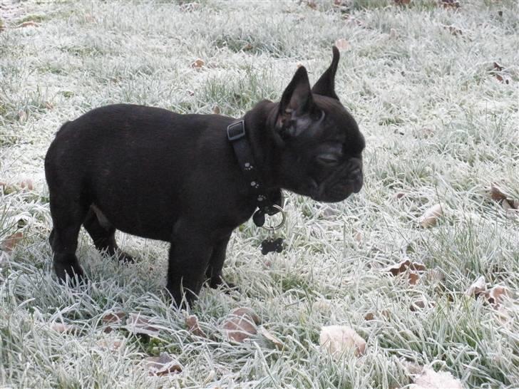 Fransk bulldog Dalvorre's B. Lumiére billede 14