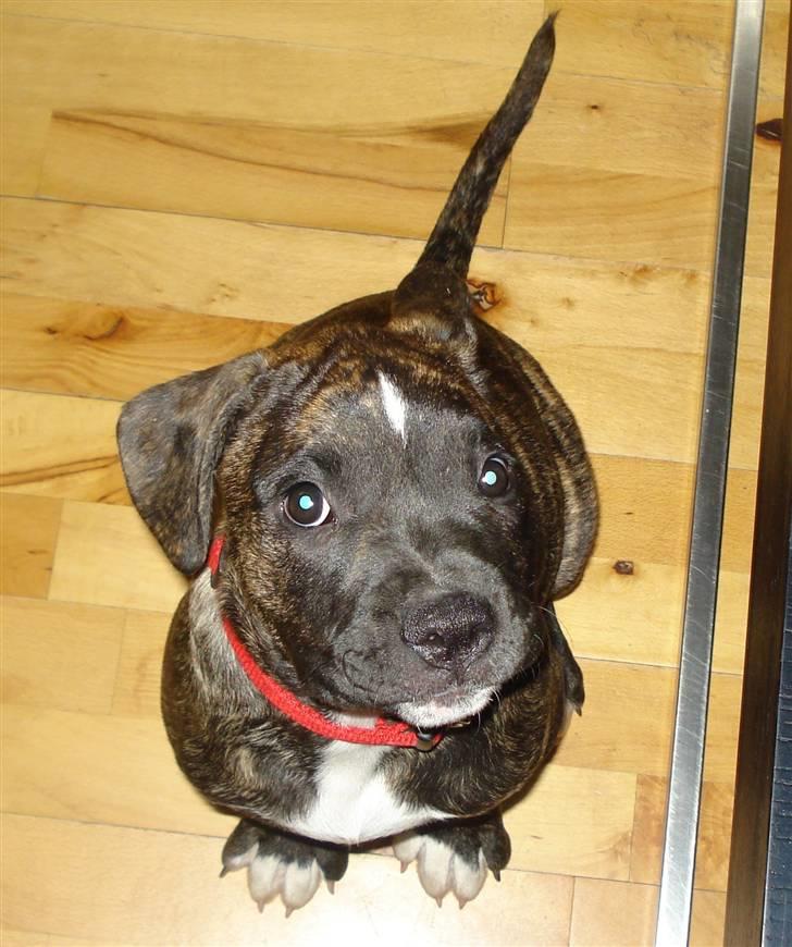 Amerikansk bulldog Elfrida (R.I.P.) billede 7