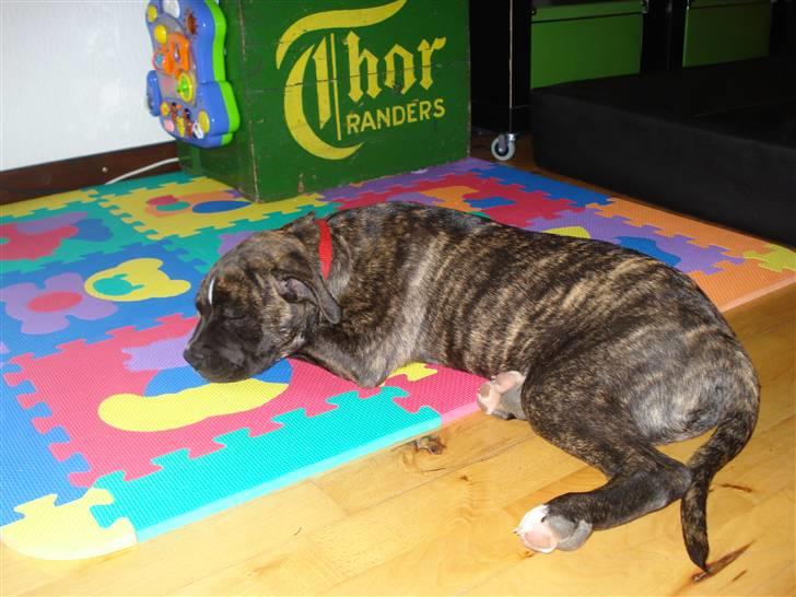 Amerikansk bulldog Elfrida (R.I.P.) billede 8