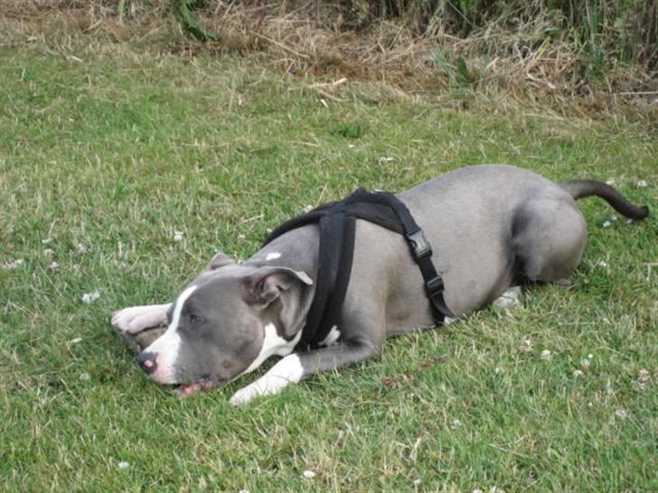 Amerikansk staffordshire terrier Malde billede 10