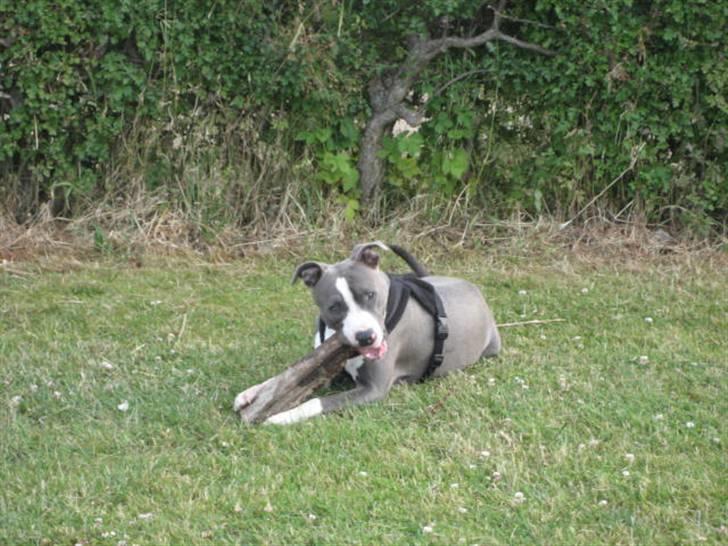 Amerikansk staffordshire terrier Malde billede 11