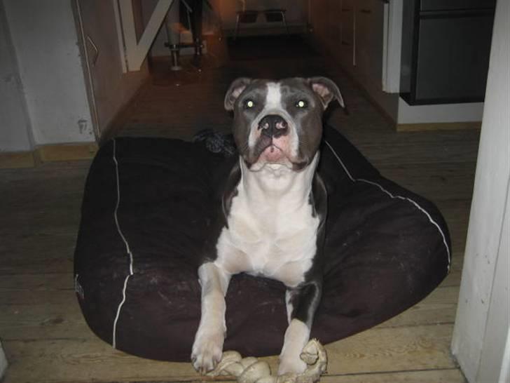 Amerikansk staffordshire terrier Malde billede 12
