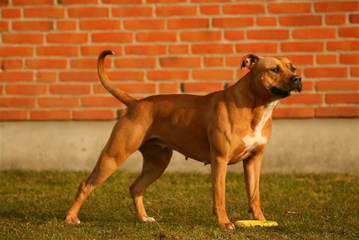 Amerikansk staffordshire terrier Chico - April 2010. billede 12