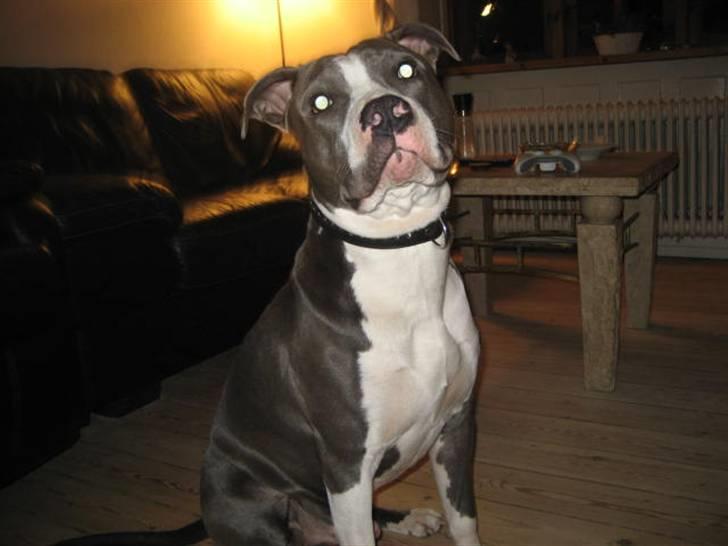 Amerikansk staffordshire terrier Malde billede 13