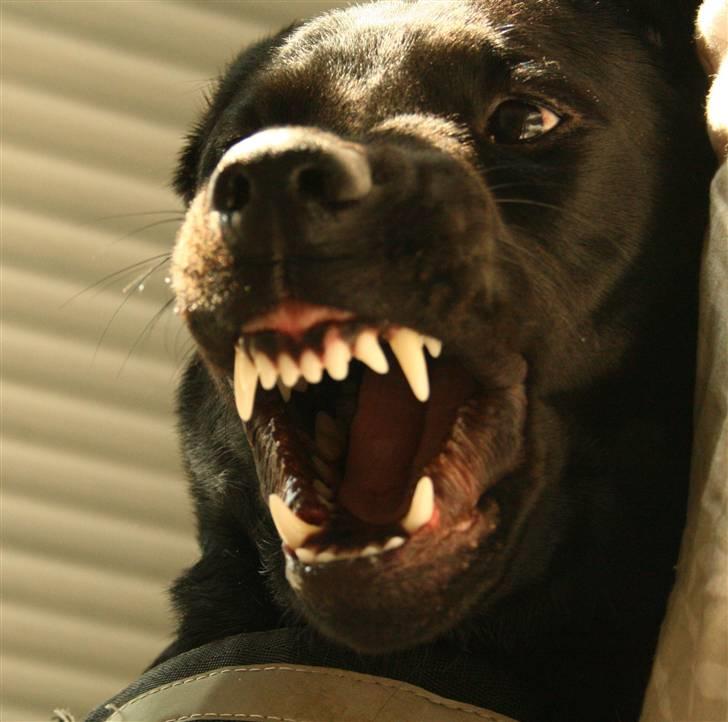 Labrador retriever Nynne ;-) billede 7