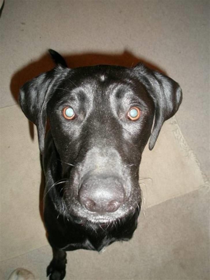 Labrador retriever Manse Danefeld billede 1