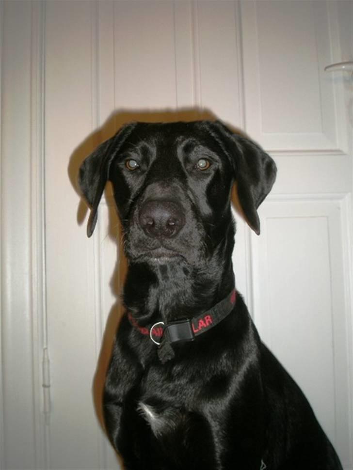 Labrador retriever Manse Danefeld billede 2