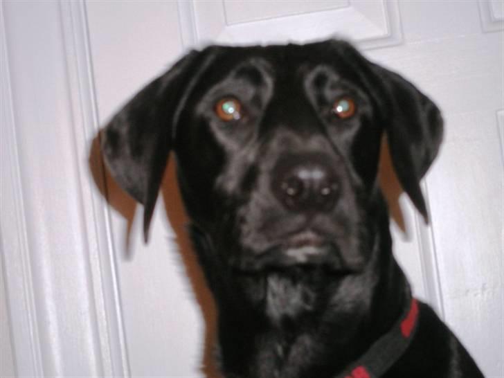 Labrador retriever Manse Danefeld billede 3