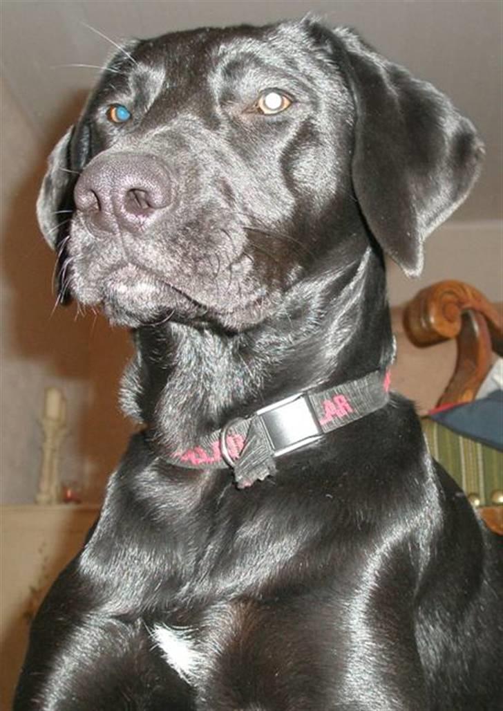 Labrador retriever Manse Danefeld billede 4