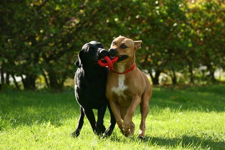 Labrador retriever Nynne ;-) - Leg i haven. billede 8