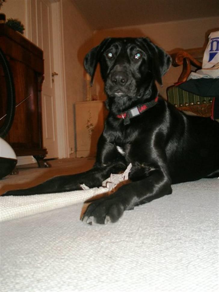 Labrador retriever Manse Danefeld billede 5