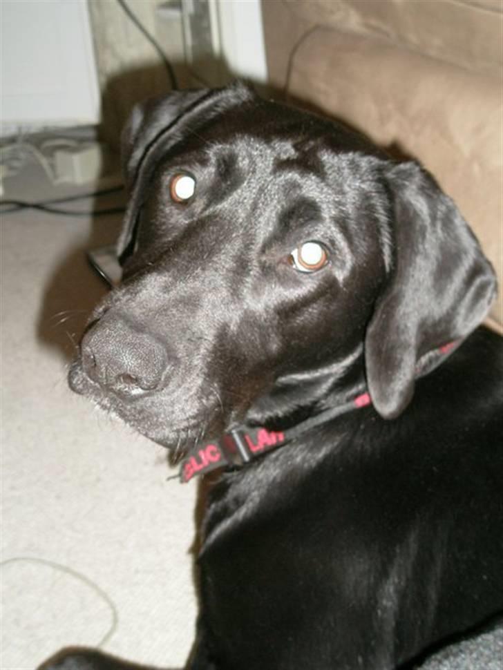 Labrador retriever Manse Danefeld billede 6