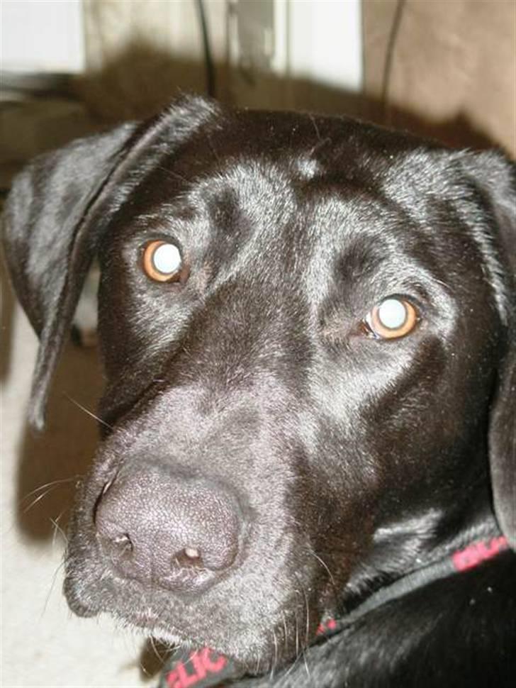 Labrador retriever Manse Danefeld billede 7