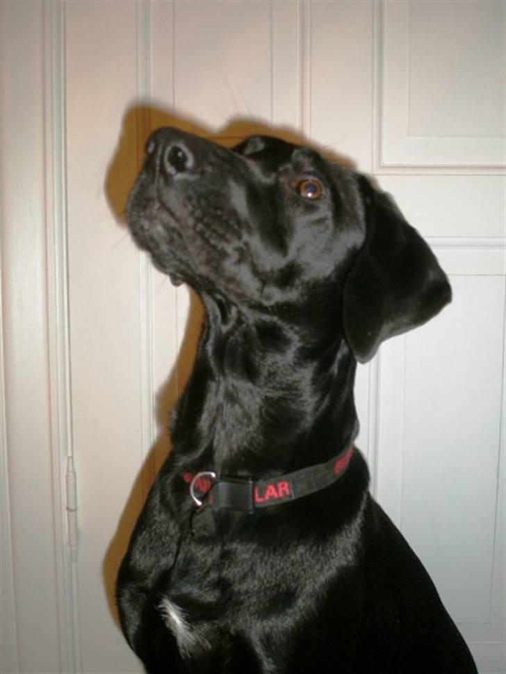 Labrador retriever Manse Danefeld billede 8