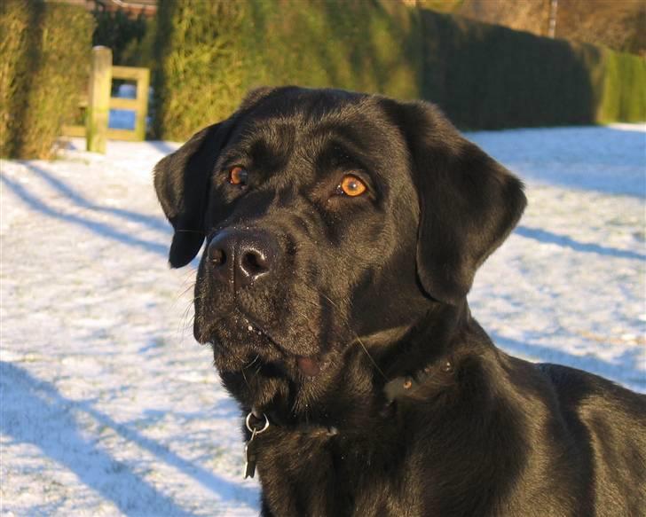 Labrador retriever Nemo - dejlige dreng. helt nyt billed fra 2009 billede 1
