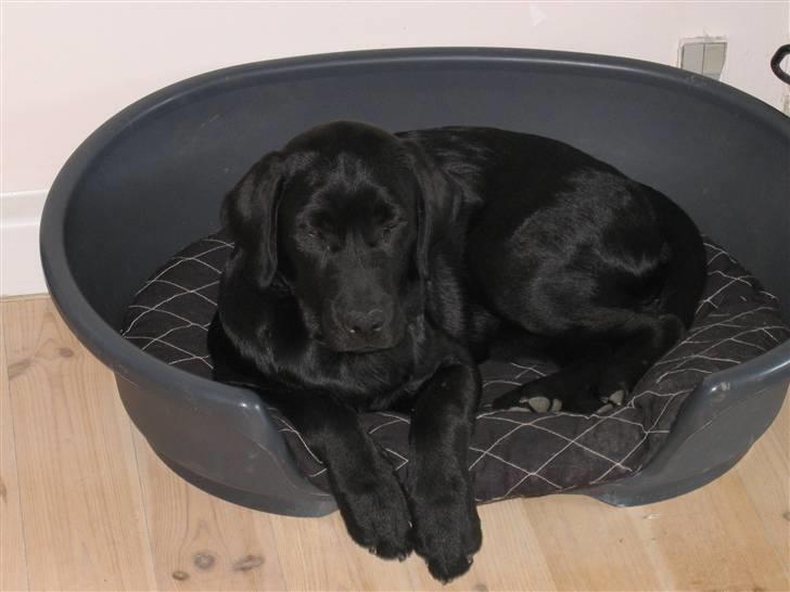 Labrador retriever Nemo - 4 måneder gammel vi har næsten lige fået ham hjem billede 2