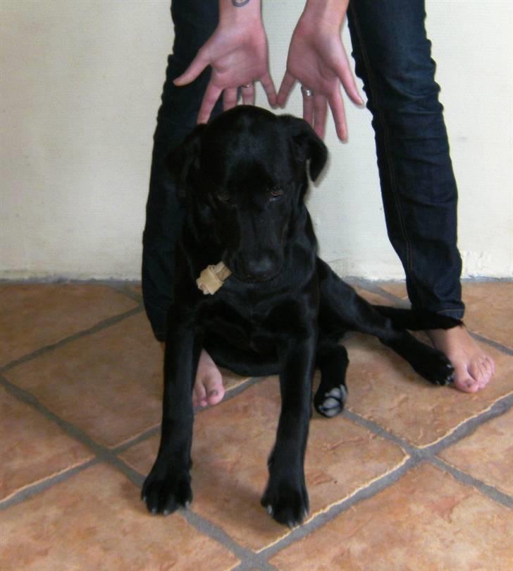 Labrador retriever Nemo - 5 måneder gammel hjmme hos min søster og meeeget glad for sit kødben billede 3