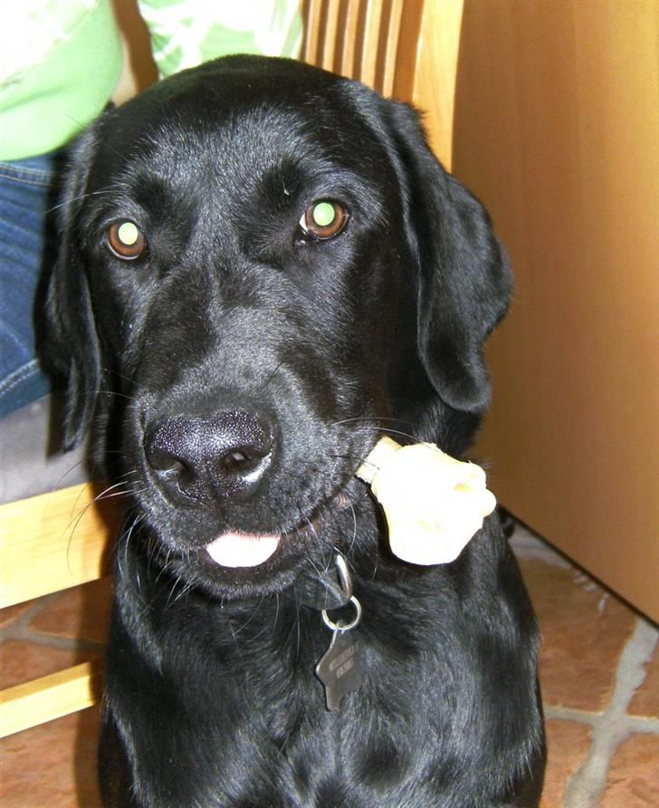 Labrador retriever Nemo - meeeget stolt af sit kødben. 5 måneder billede 4