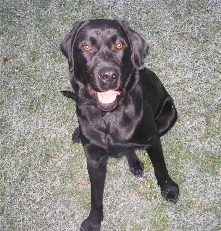 Labrador retriever Nemo - En glad dreng 2009 billede 5