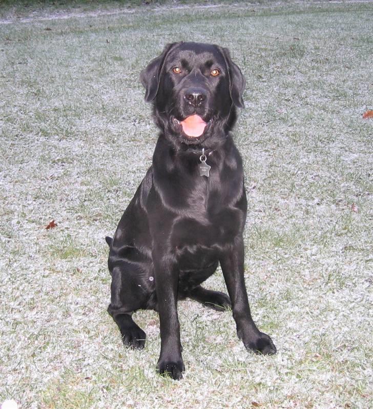 Labrador retriever Nemo - første gang i sne.. 2009 billede 6