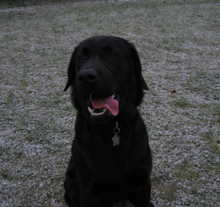 Labrador retriever Nemo - Fine lille dreng. ude og gå tur. 2009 billede 7