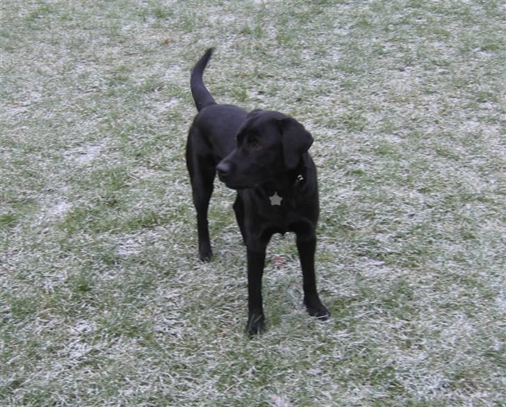Labrador retriever Nemo - fra 2009 billede 8