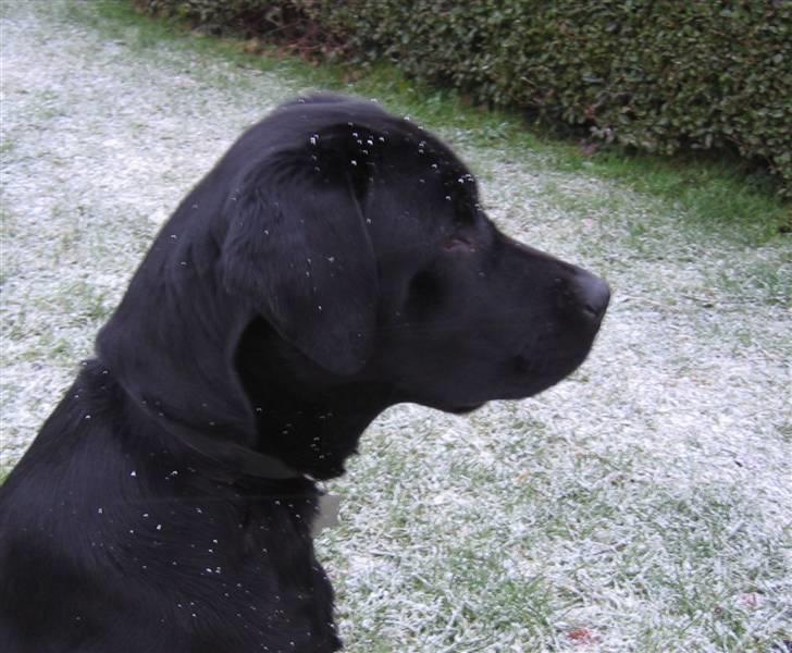 Labrador retriever Nemo - Ved godt halsbåndet er for stramt der er bestil nyt og han ahr det kun på, på tur billede 9