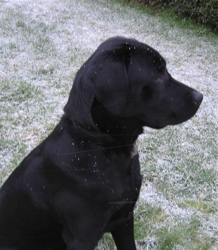 Labrador retriever Nemo - fået øje på noget... 2009 billede 10