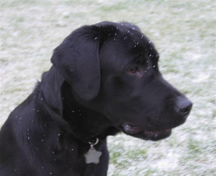 Labrador retriever Nemo - sååh fint er hovde. 2009 billede 11