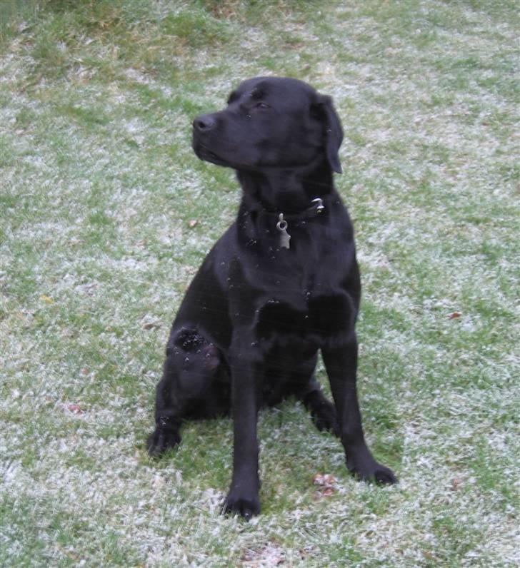 Labrador retriever Nemo - Det sjovt i  sne..men vil altså hellere lege end stå model. 2009 billede 12