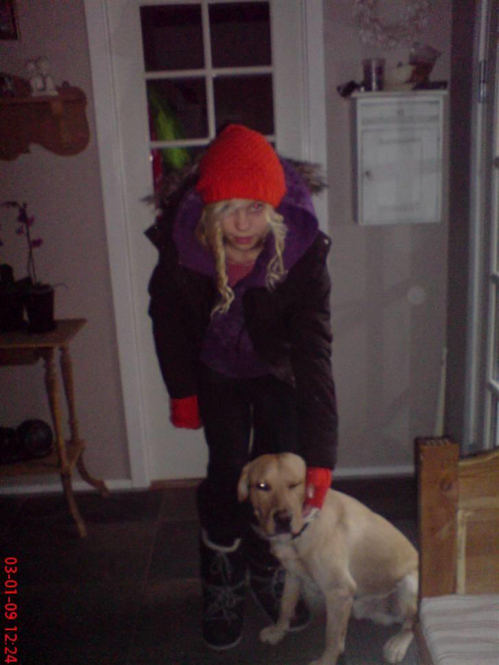 Labrador retriever Hector - mig og hector sku ud på laang gåtur billede 5