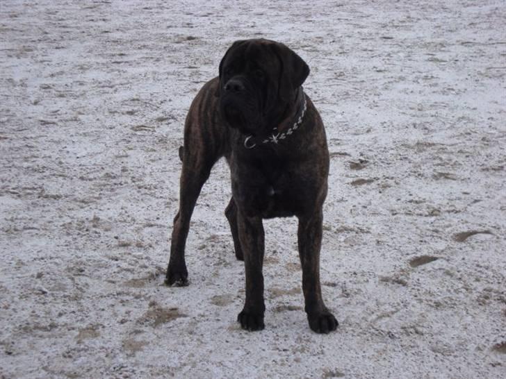 Mastiff Millenium Mastiffs Falcon billede 1