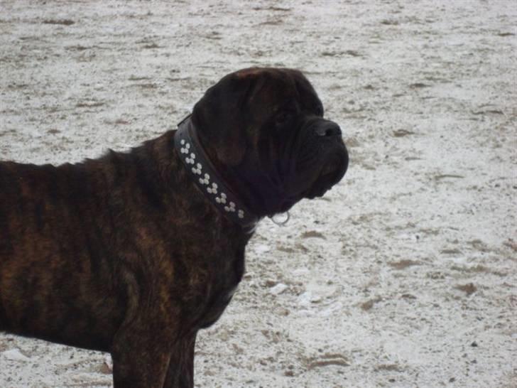 Mastiff Millenium Mastiffs Falcon billede 2