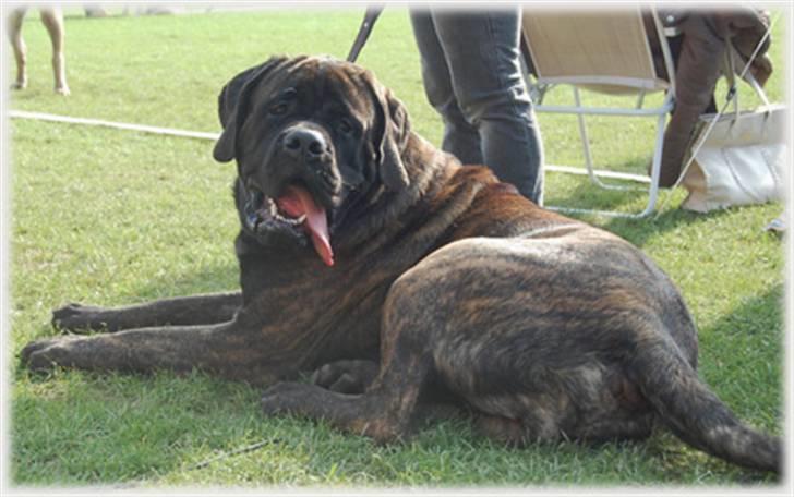 Mastiff Millenium Mastiffs Falcon - Her slapper jeg lige af inden jeg skal i ringen - udstilling Tommerup.... billede 3