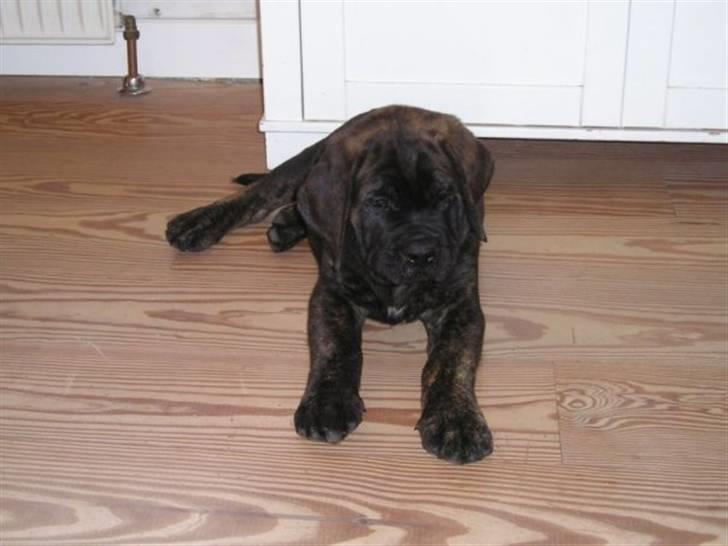 Mastiff Millenium Mastiffs Falcon - Her er jeg 10 uger gammel billede 4