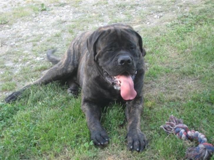 Mastiff Millenium Mastiffs Falcon billede 5