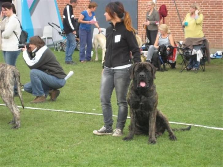 Mastiff Millenium Mastiffs Falcon - En lille "pause" inden det var min tur til bedømmelse;) billede 6