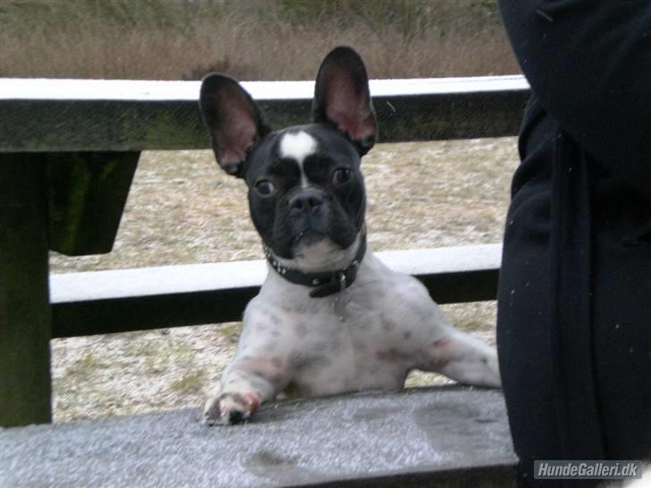Fransk bulldog Herbie - Er hun ikke dejlig ? billede 10