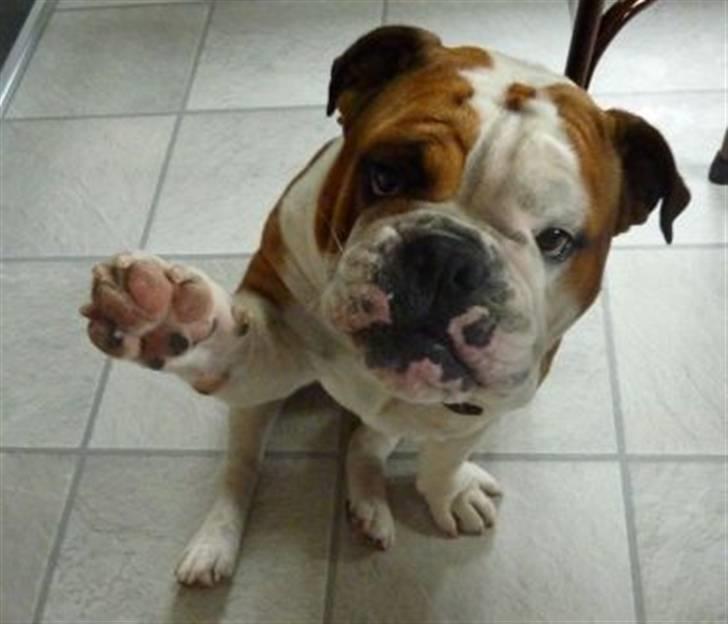 Engelsk bulldog Anton - Hej jeg vil gerne have en godbid billede 1