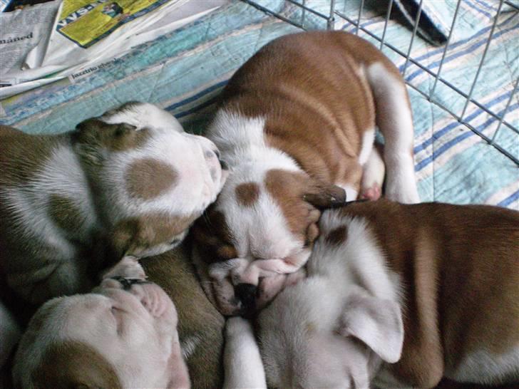 Engelsk bulldog Anton billede 2