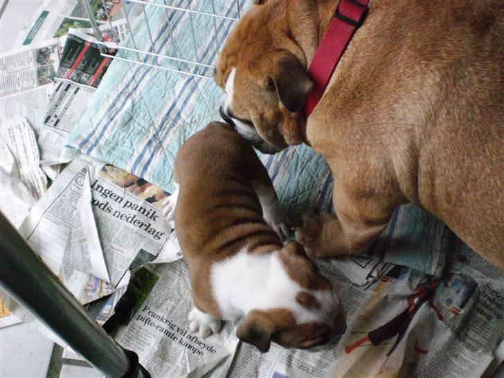 Engelsk bulldog Anton - min mor nusser mig billede 3